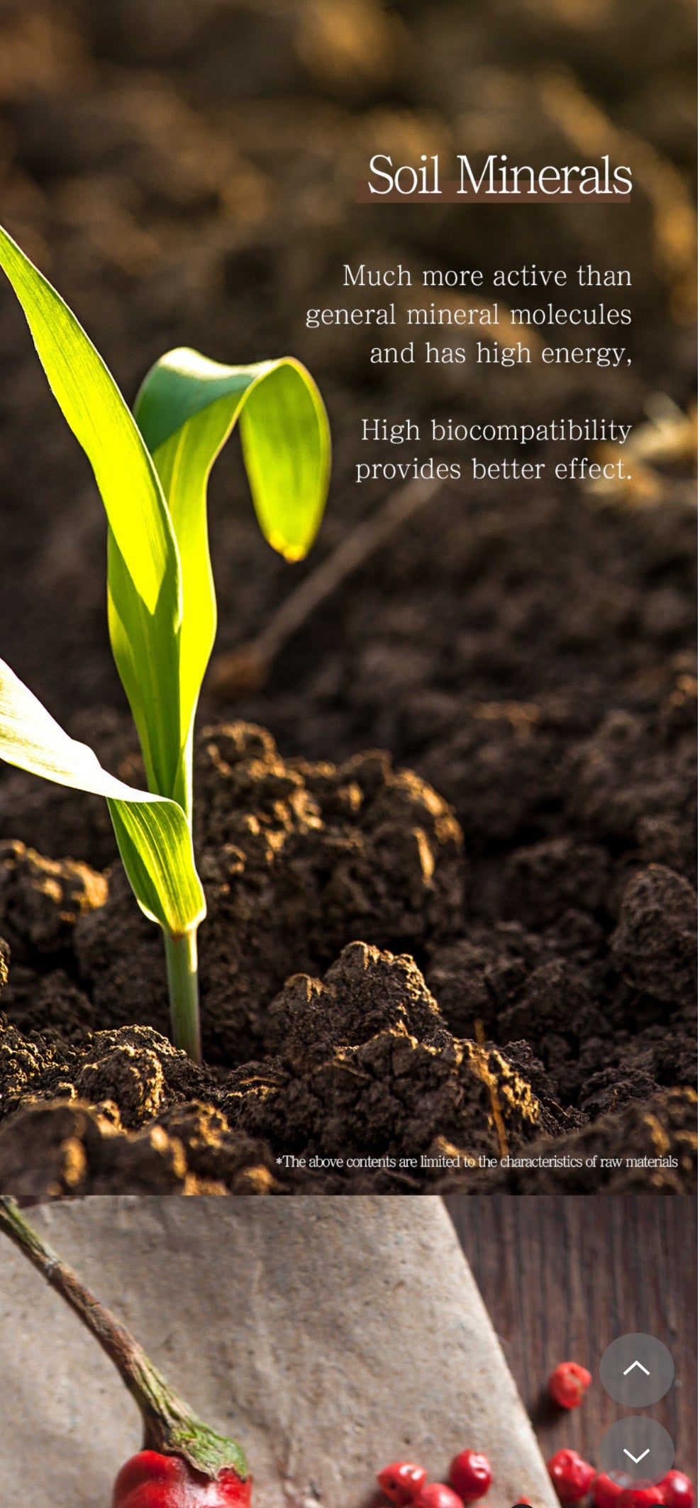 Design Your Beauty Body Design Patch 5 Patches